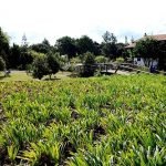 Jardim Botânico de Brasília entre os quatro mais completos do País