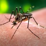 Pílula para combater criadouros da dengue aguarda aprovação da Anvisa