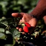 Brazlândia se prepara para a 20ª Festa do Morango