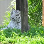 Zoológico terá preço promocional neste fim de semana