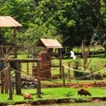 Zoológico celebra 58 anos no domingo (6)