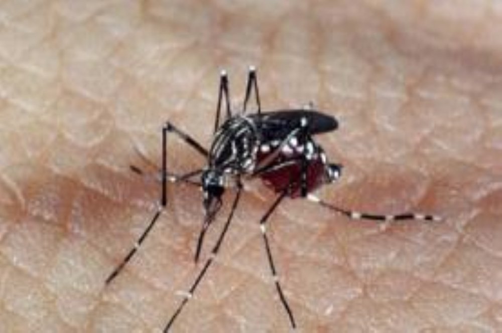 Aedes: MP prevê entrada forçada de agentes de saúde em imóveis abandonados