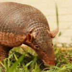 Nas férias escolares, Jardim Zoológico terá preço promocional