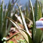 Farmácia Viva produziu 25 mil fitoterápicos em 2016