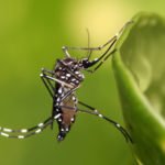 Começa hoje mobilização nacional de combate ao mosquito Aedes aegypti