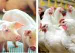 1 Bilhão de aves e 20 milhões de suínos podem morrer