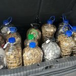 Homem paga carro em moedas e surpreende vendedor em SC