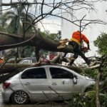 Árvore cai no Sudoeste e atinge cinco veículos, mas não há feridos