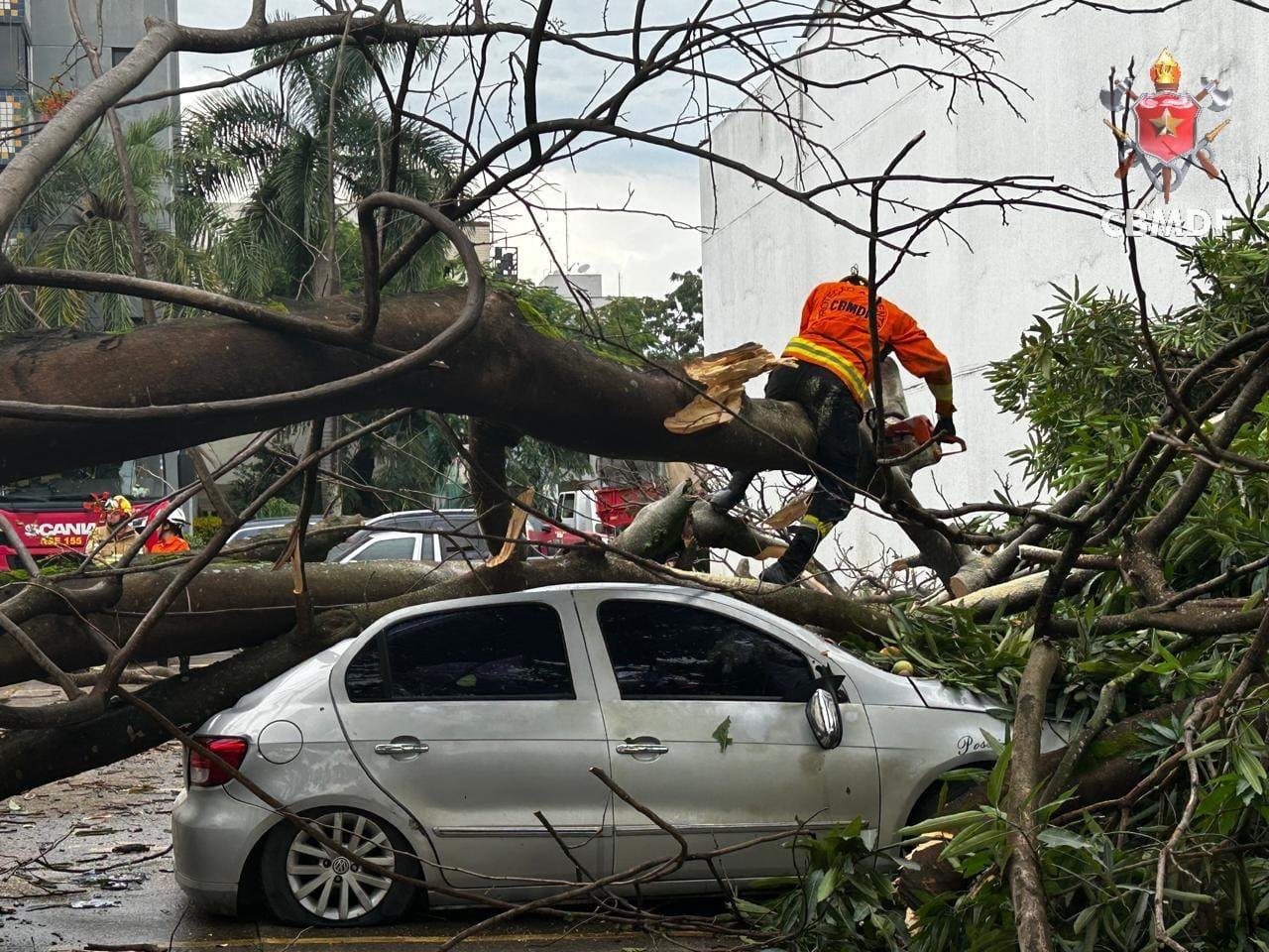 Árvore cai no Sudoeste e atinge cinco veículos, mas não há feridos