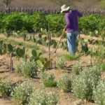 CMN simplifica crédito rural a populações tradicionais e extrativistas