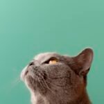 Conviver com gatos faz bem: ciência confirma os benefícios dos felinos na vida humana