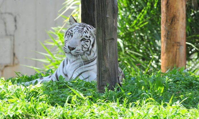 Zoo - Folha de Brasília