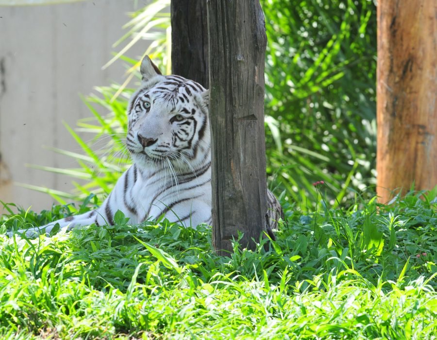 Zoo - Folha de Brasília