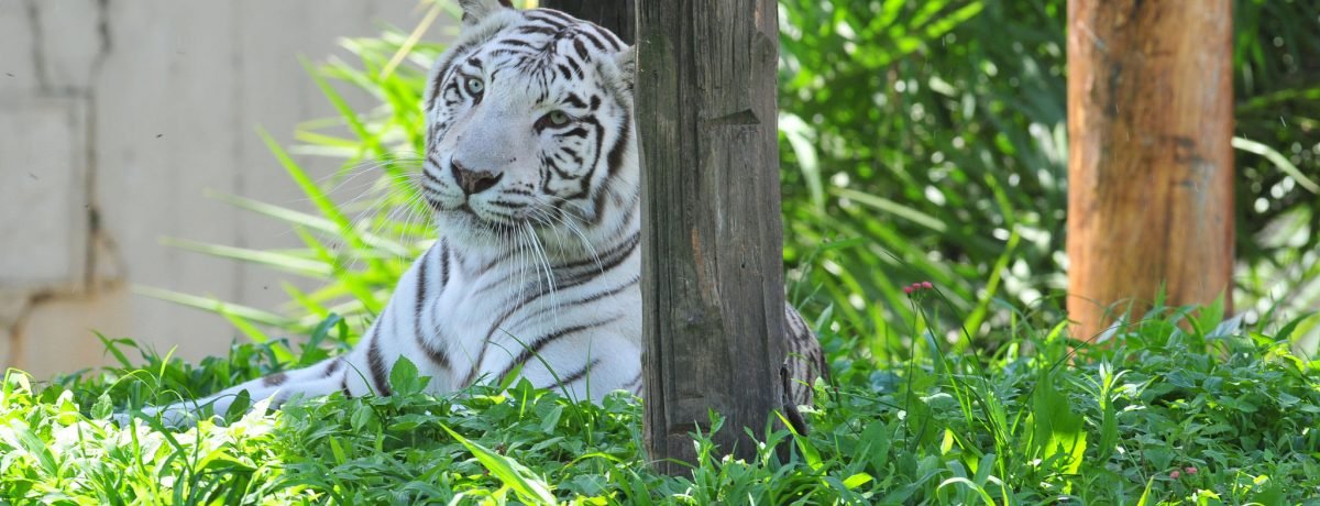 Zoo - Folha de Brasília