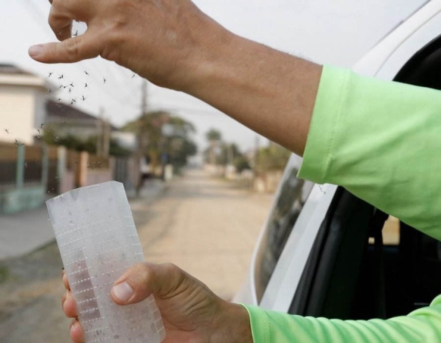 Maior cidade de SC solta mosquitos com bactéria para combater a dengue — Foto: Prefeitura de Joinville/Divulgação