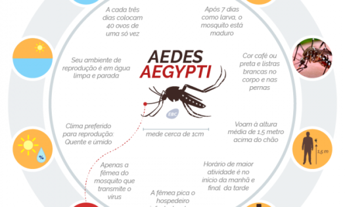 aedes