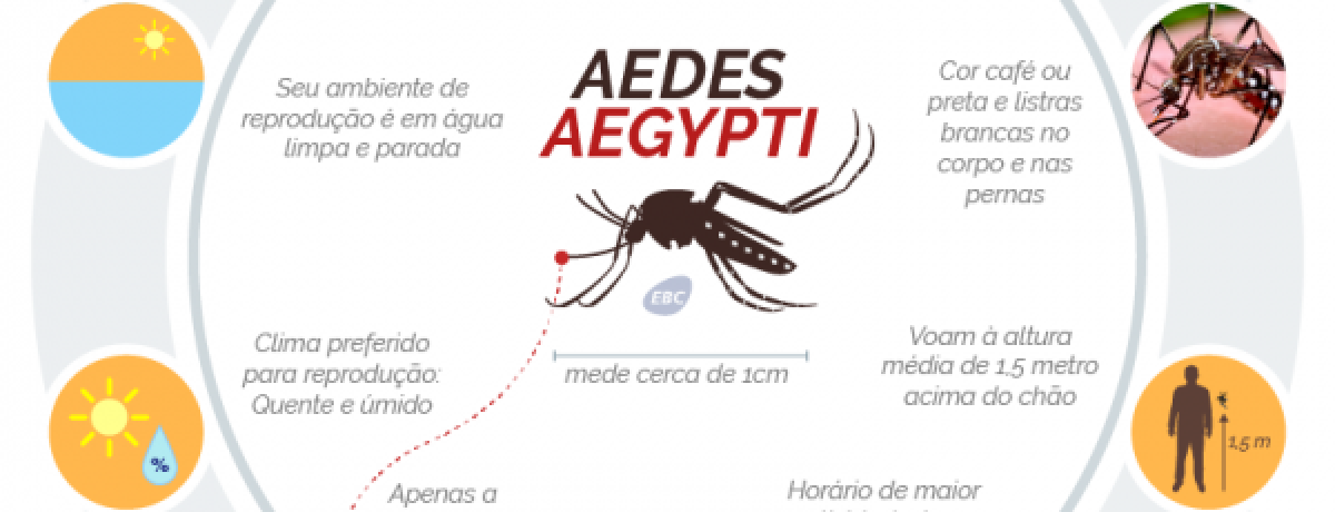 aedes