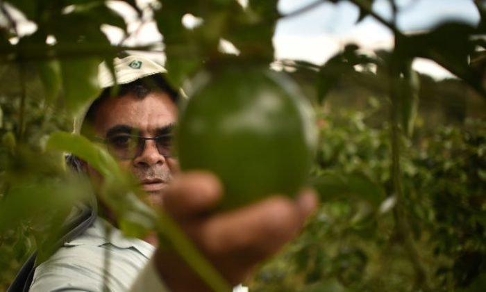 jornal-agricultor
