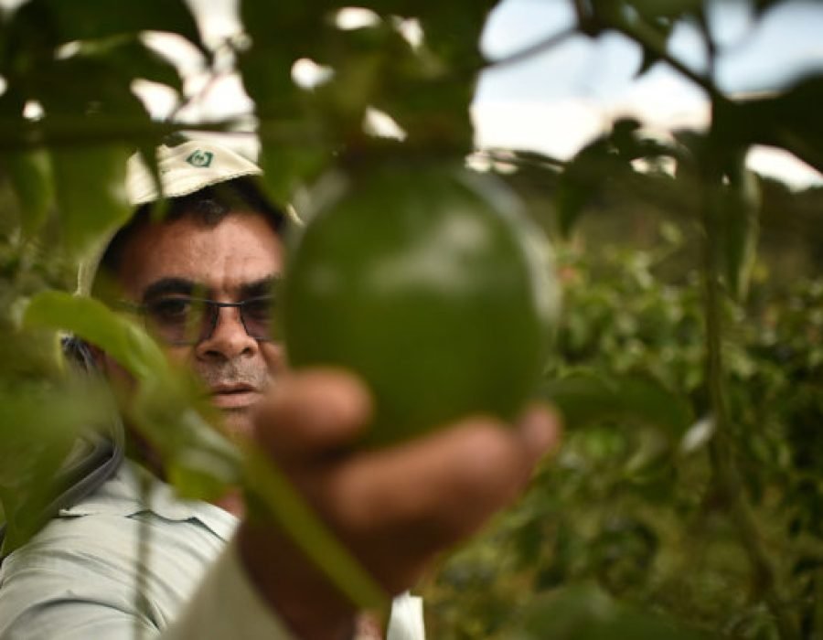 jornal-agricultor