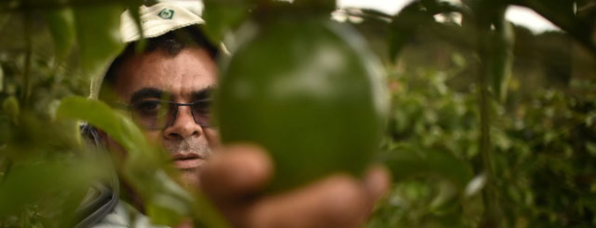 jornal-agricultor