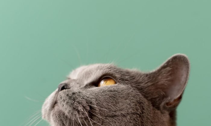 lindo-retrato-de-gato-de-perto