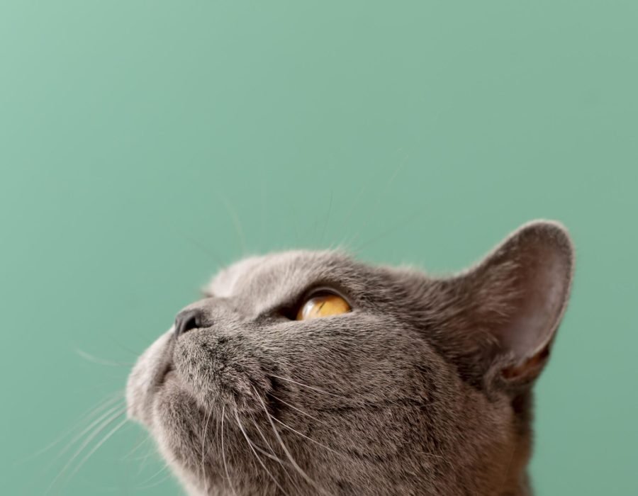 lindo-retrato-de-gato-de-perto