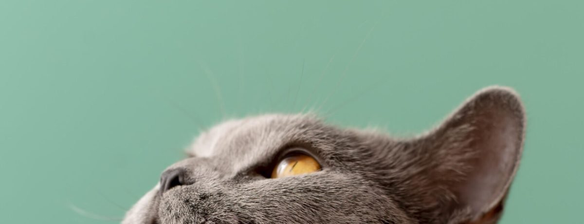 lindo-retrato-de-gato-de-perto