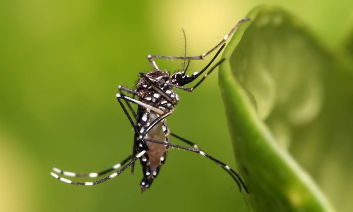 mosquito1