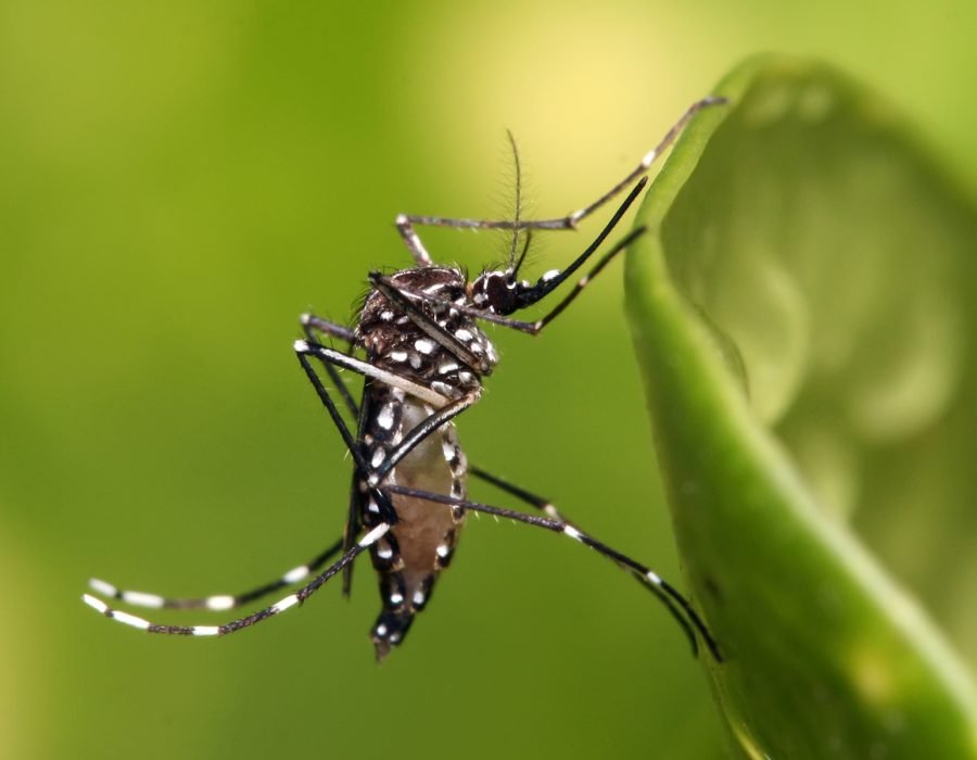 mosquito1