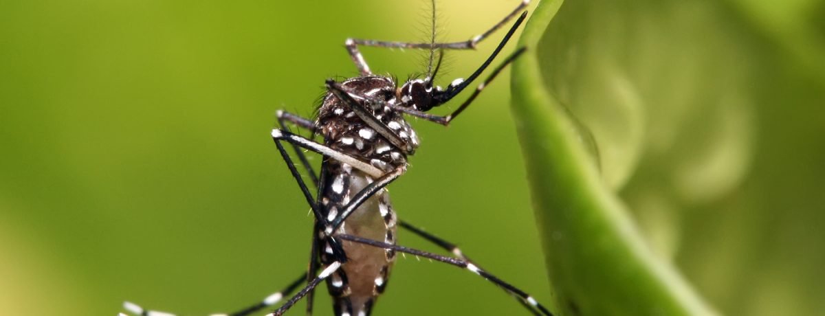 mosquito1
